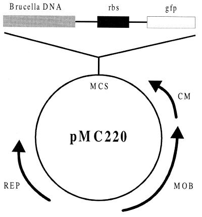 FIG. 1