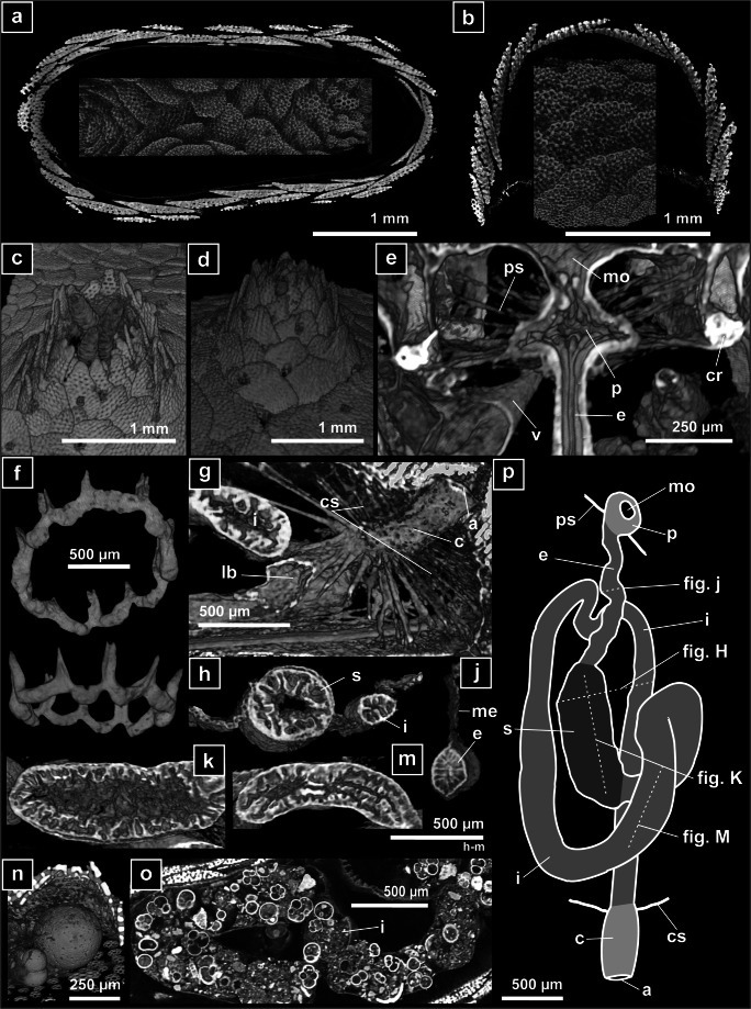 Fig. 9
