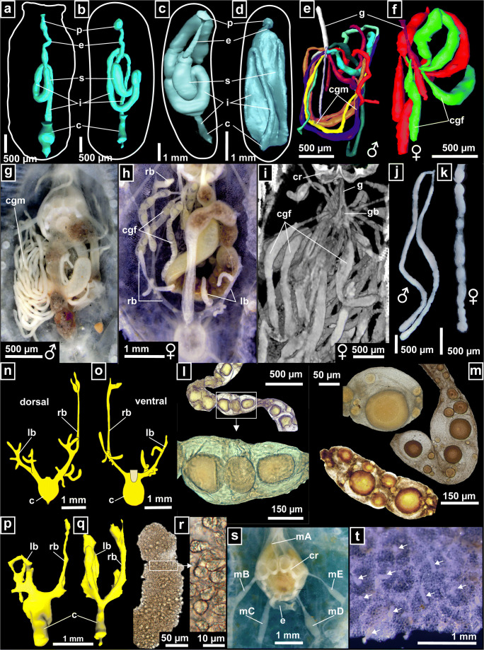 Fig. 11
