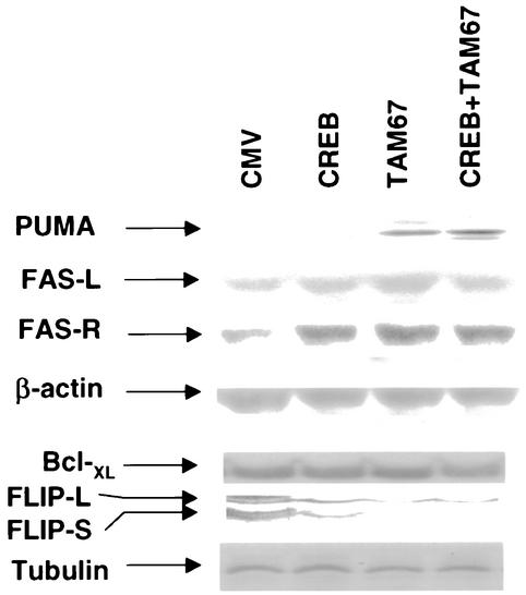 FIG. 9.