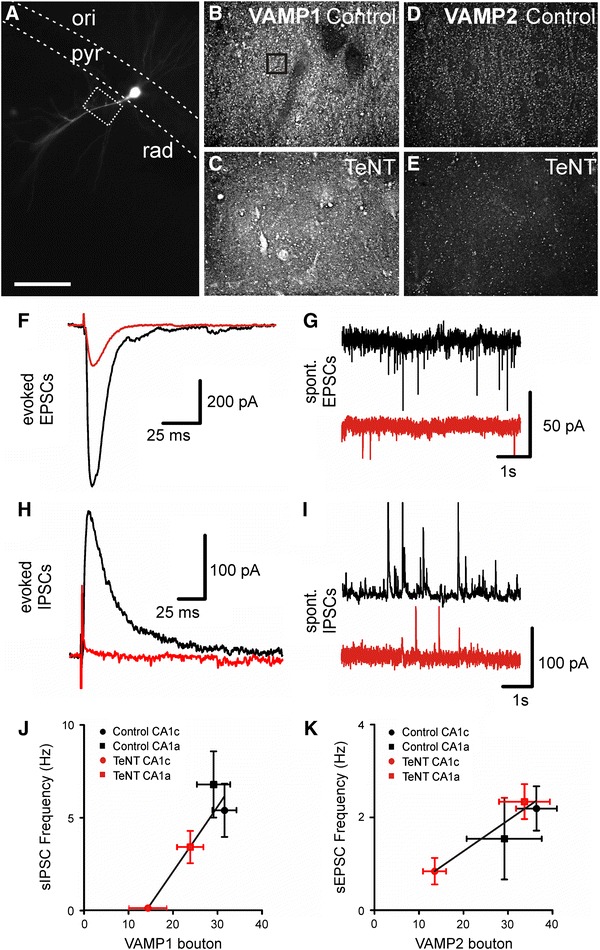 Fig. 8