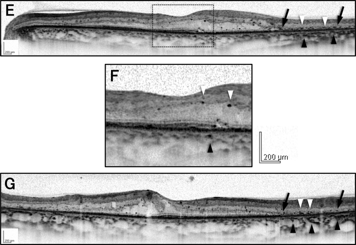 Fig. 3