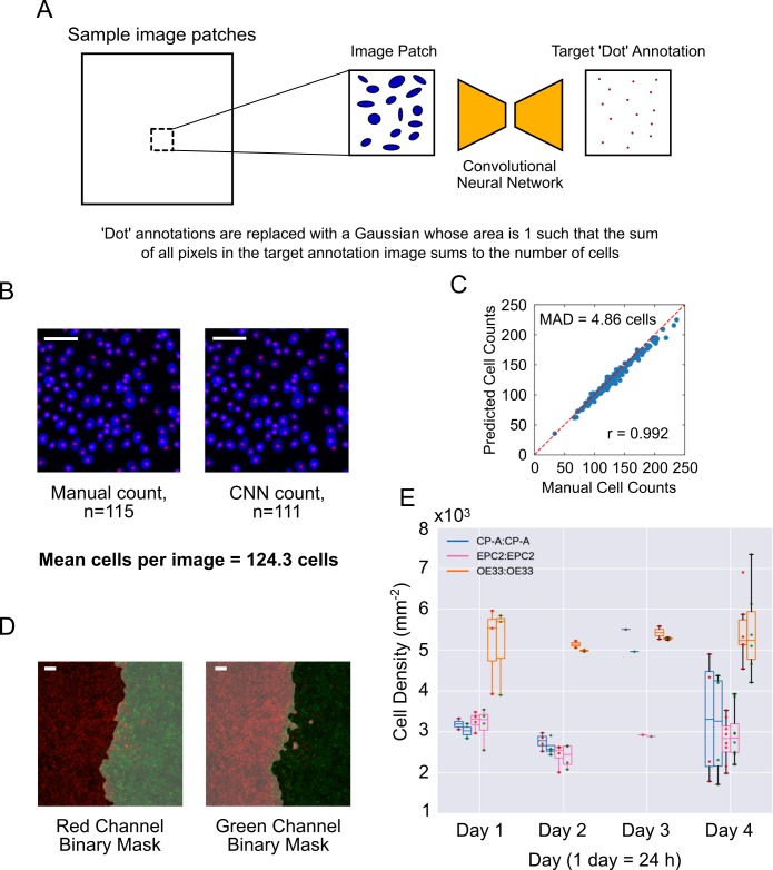 Figure 1—figure supplement 1.