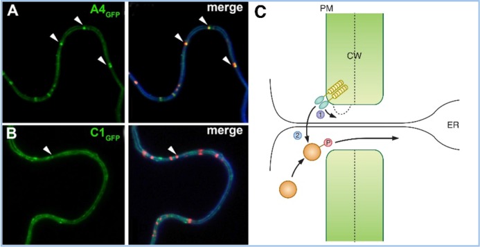 Figure 2.