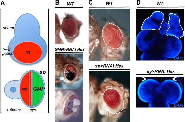 Fig 8