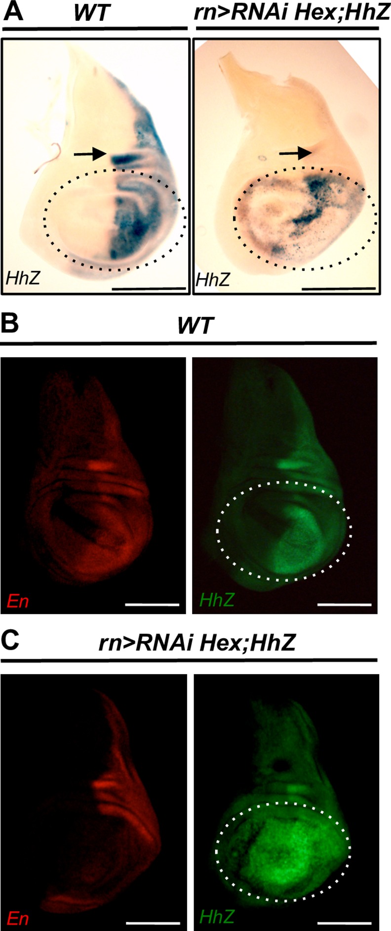 Fig 3