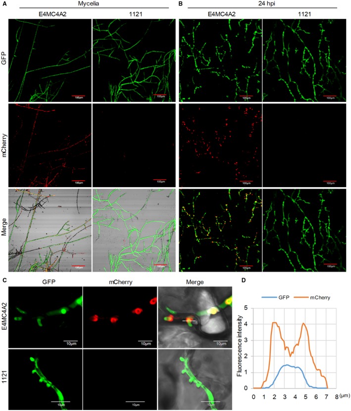 Figure 2