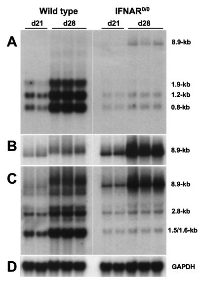 FIG. 5