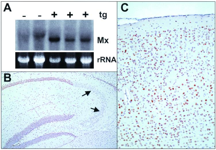 FIG. 1