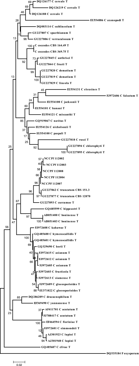 Colletotrichum truncatum: an Unusual Pathogen Causing Mycotic Keratitis ...