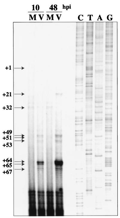 FIG. 1