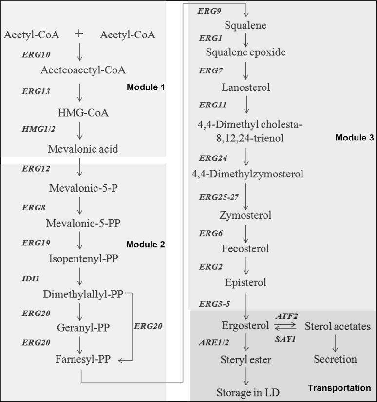 Recent Advances in Ergosterol Biosynthesis and Regulation Mechanisms in ...