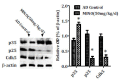 Fig. (7)