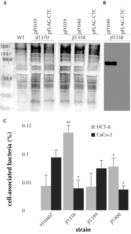 FIG. 6.