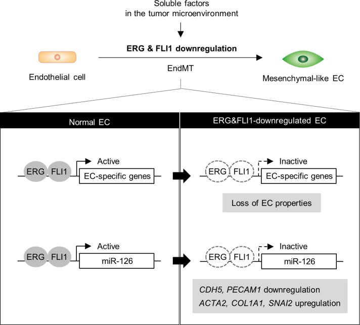 Fig 7