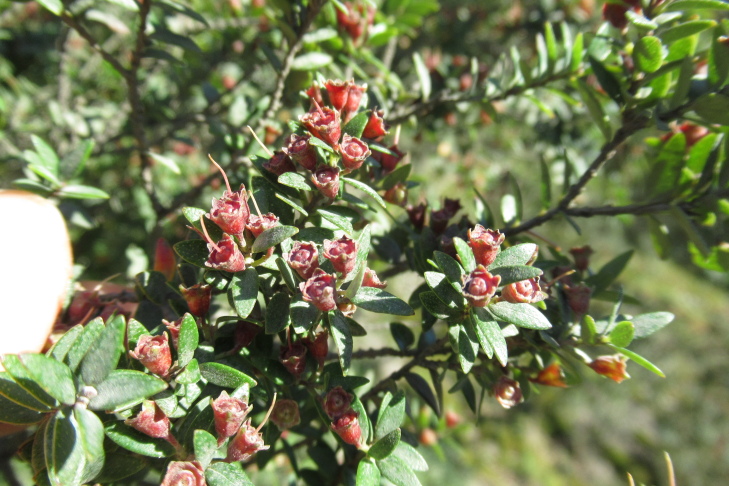 Figure 6f.