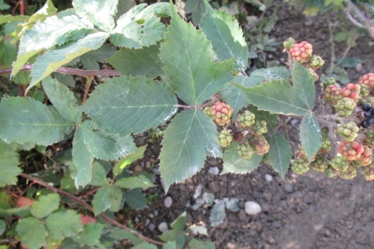 Figure 3f.