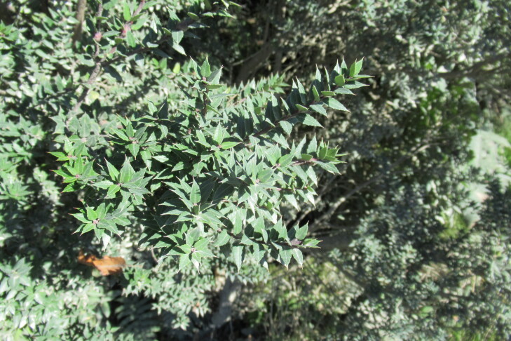 Figure 6c.