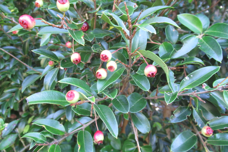 Figure 7a.