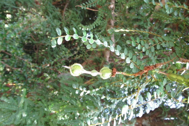 Figure 7f.