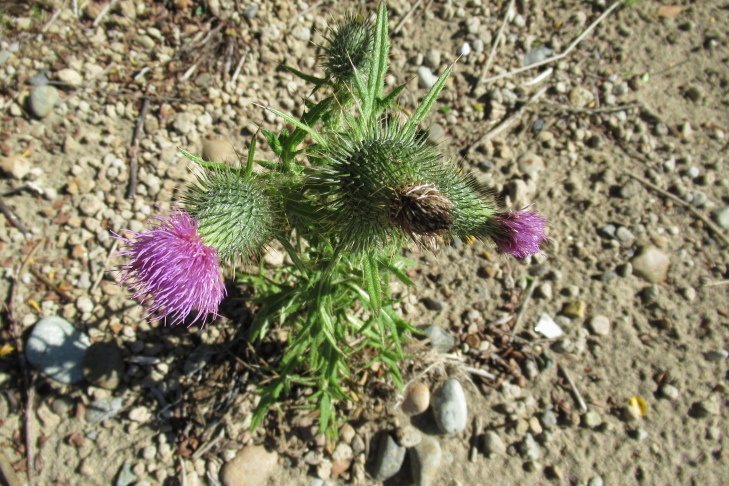 Figure 3a.