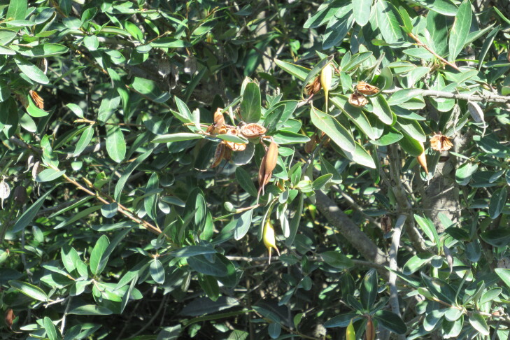 Figure 7d.