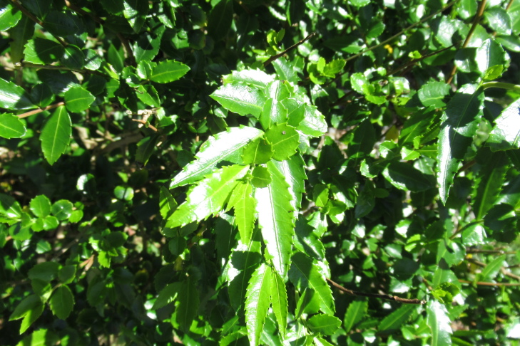 Figure 6a.