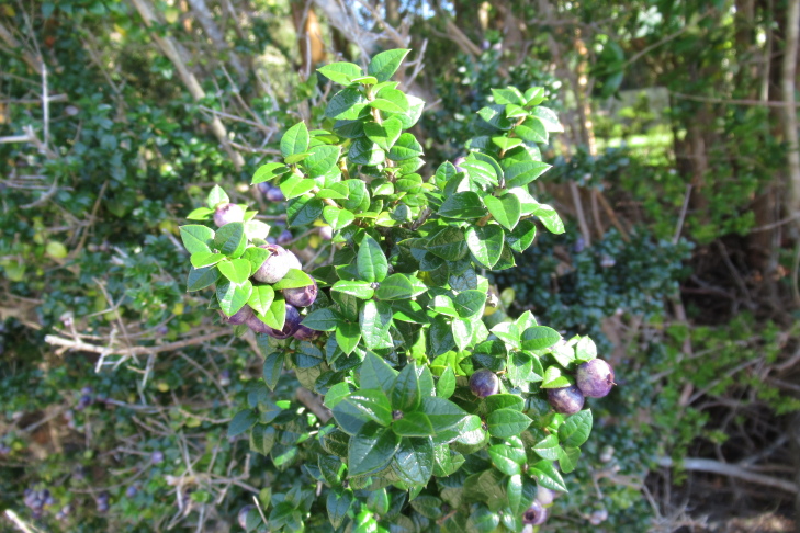 Figure 6d.