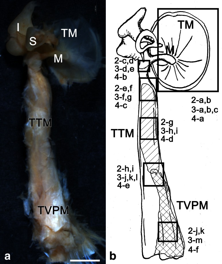 Fig. 1