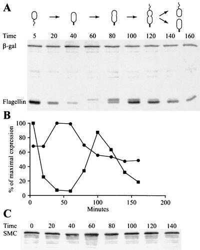 FIG. 2.