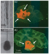 Fig. 4