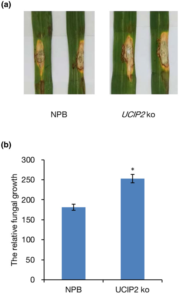 FIGURE 6