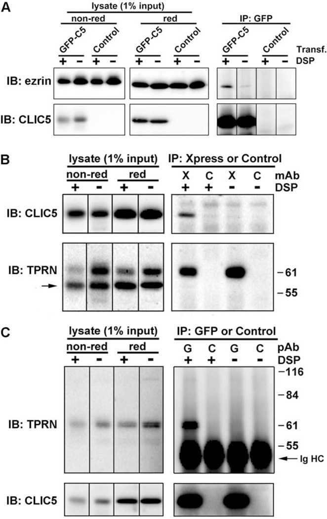 Fig. 9