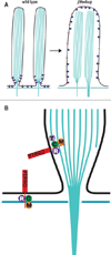 Fig. 12