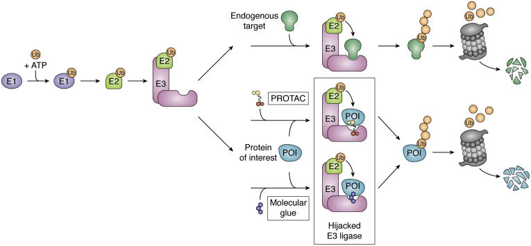 Figure 1