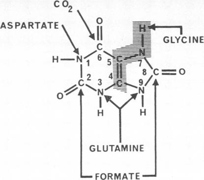 graphic file with name jclinpath00436-0054-a.jpg