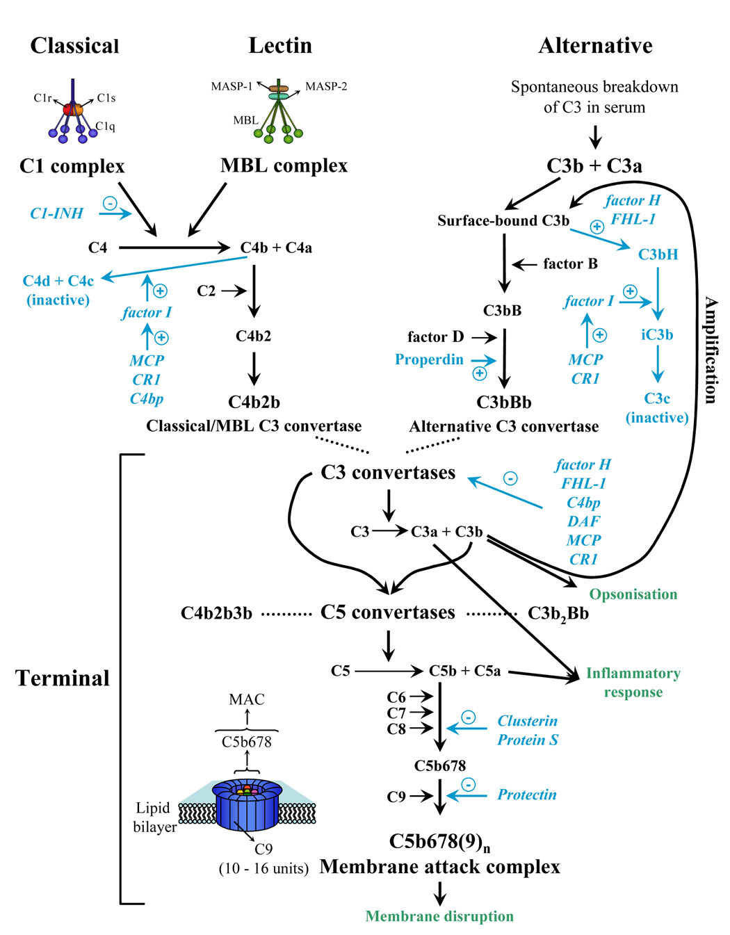 FIG. 1