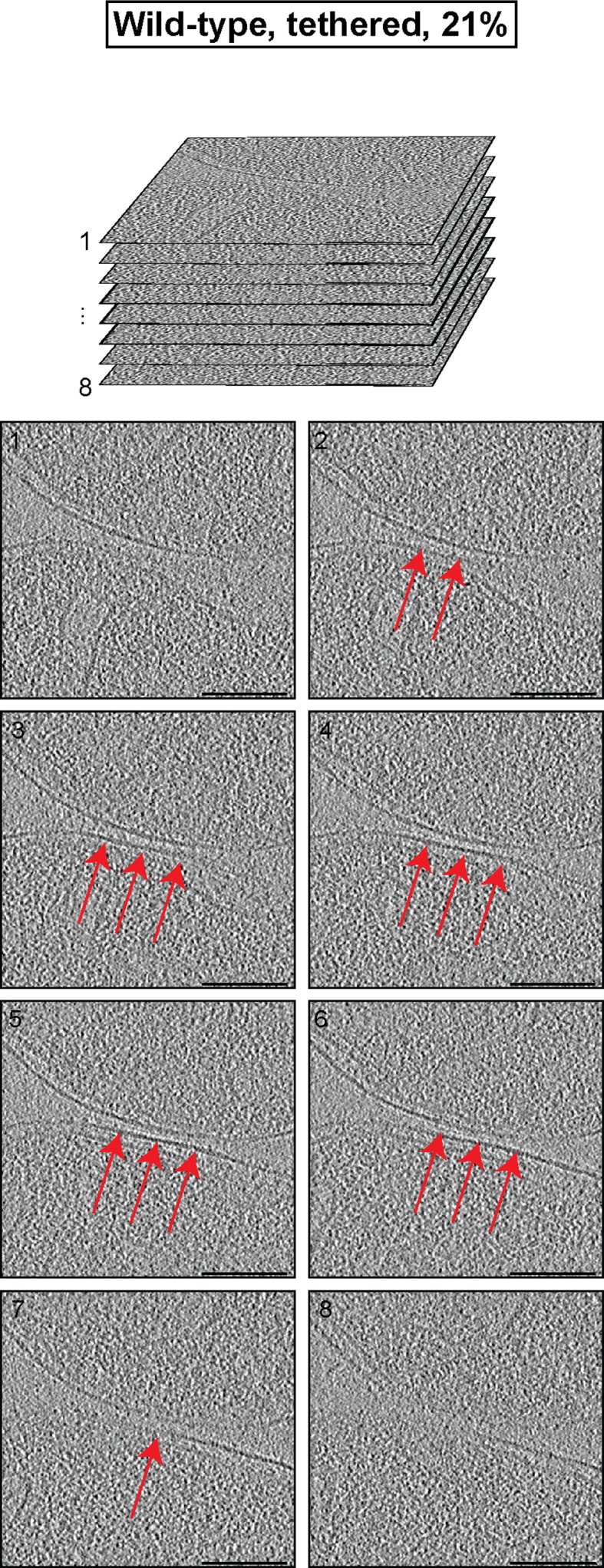 Figure 3—figure supplement 1.