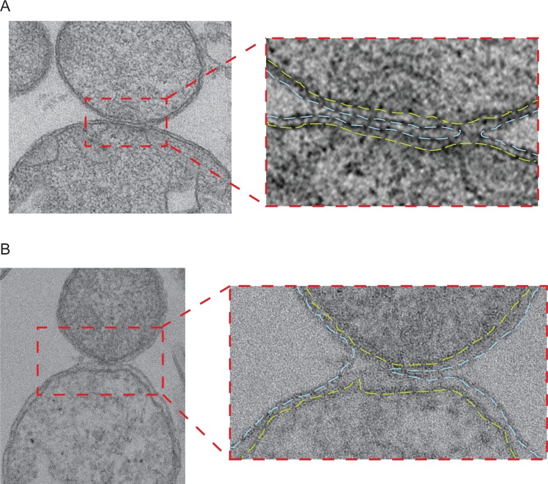 Figure 6—figure supplement 2.