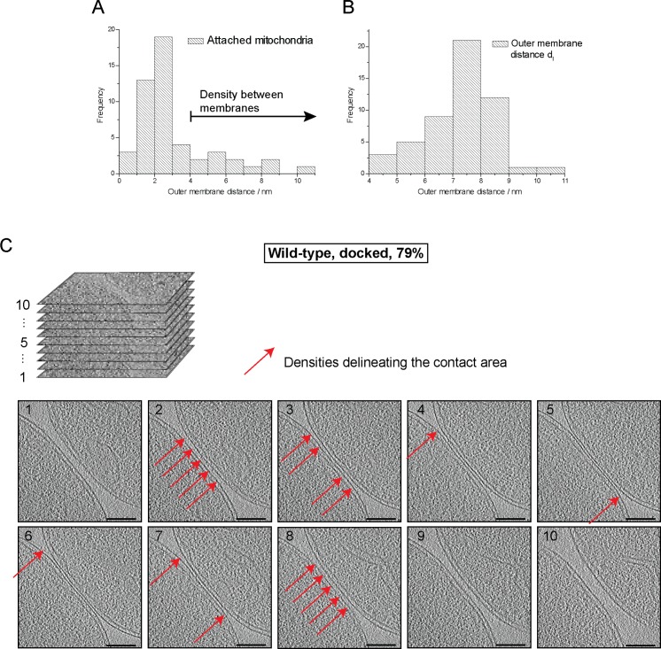 Figure 2—figure supplement 1.