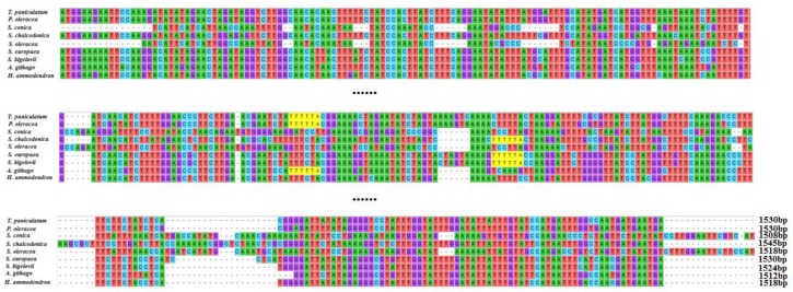 Figure 4