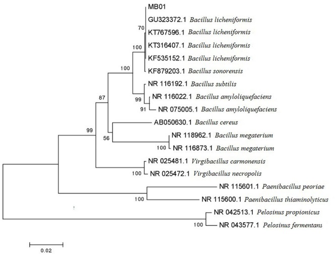 FIGURE 1