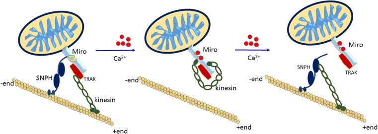 Fig. 2