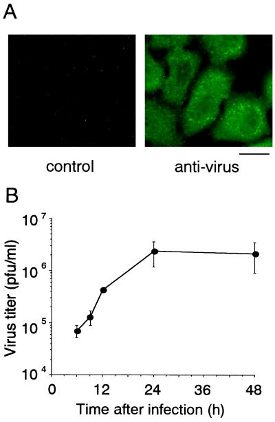 FIG. 1