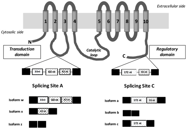 Figure 1.