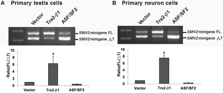 Fig 5