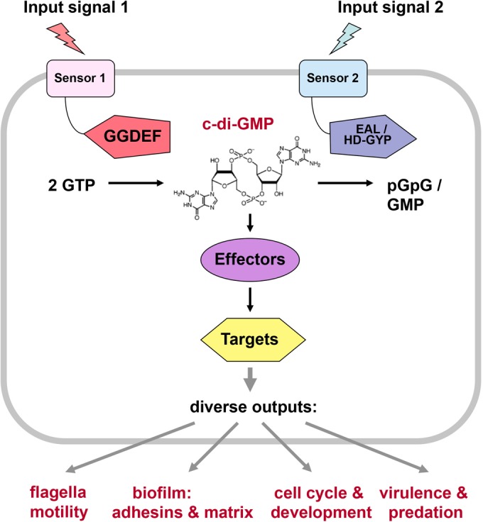 FIG 1