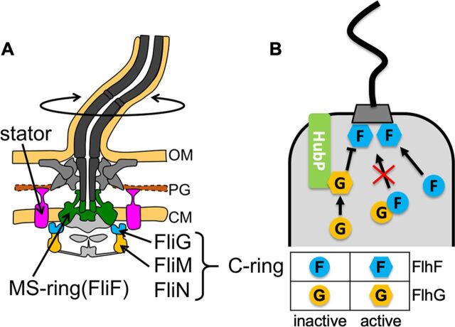 FIG 1