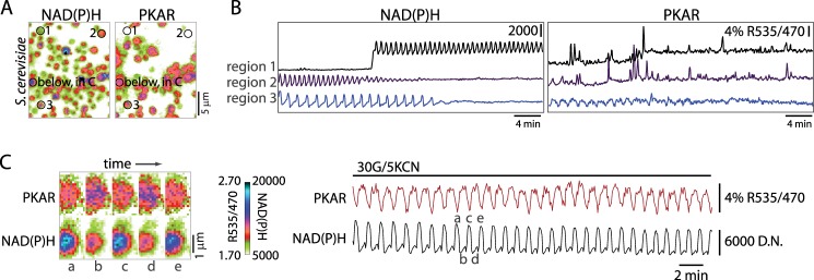 FIGURE 4.