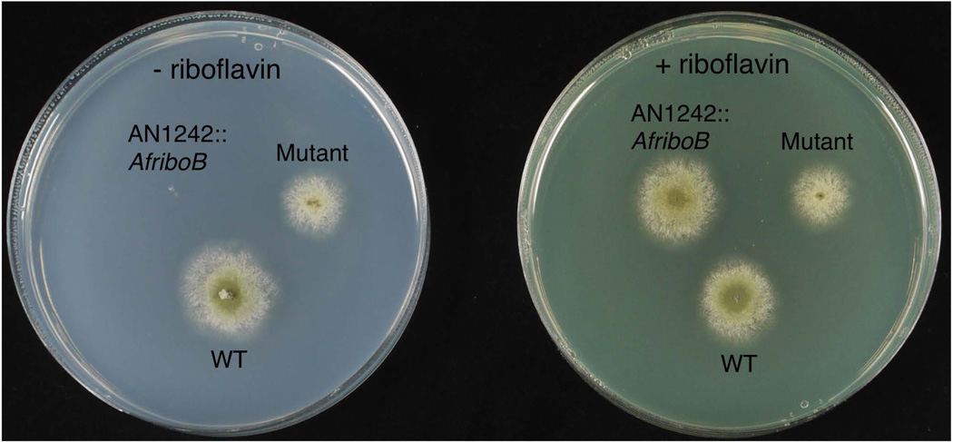 Fig. 2